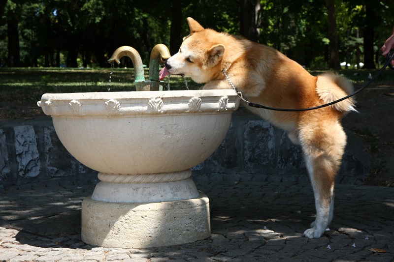 Порода собак японская акита-ину. Фото