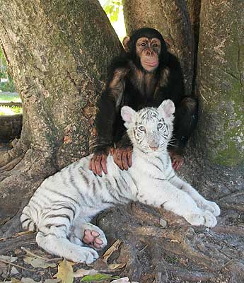 Мама-шимпанзе с сыном-тигренком. Фото