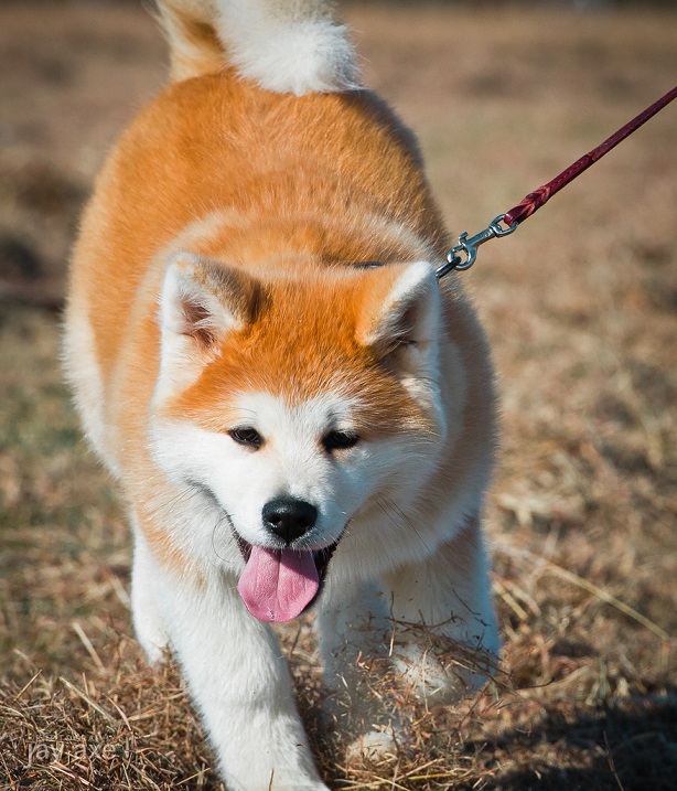 Акита-ину - порода собаки из фильма Хатико