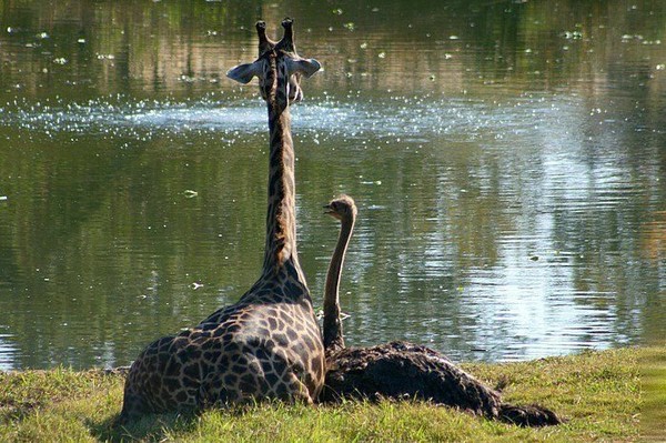Дружба страуса и жирафа. Фото