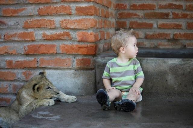 Сын Кевина Ричардсона с детенышем льва. Фото