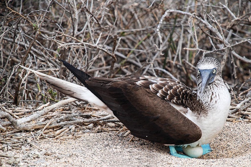 Необычная птица голубоногая олуша высиживает яйцо. Фото