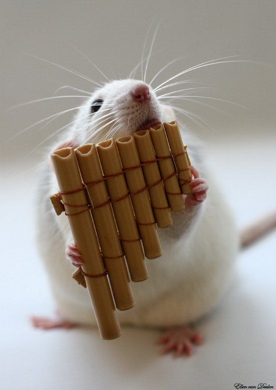 Крыса играет на многоствольной флейте. Эллен ван Дилен. Фото