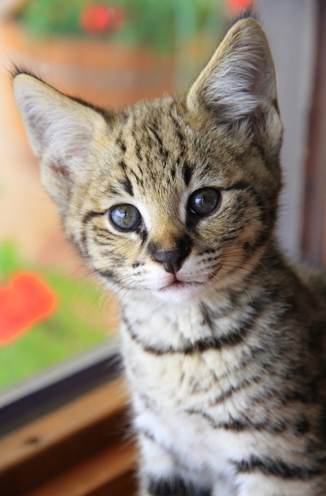 Кошка породы саванна. Фото