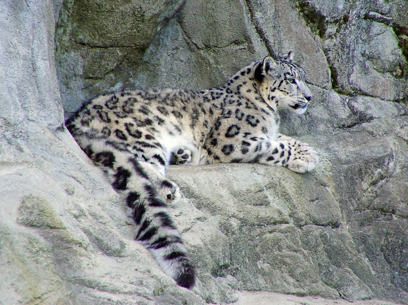 Cнежный барс (ирбис) лежит на скале. Фото / Snow Leopard. Photo