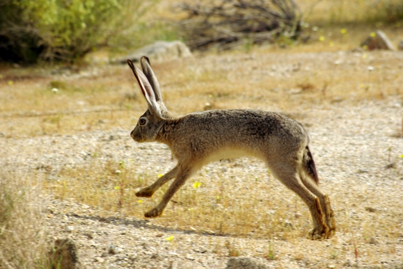 Заяц пустыни Анза Боррего. Фото