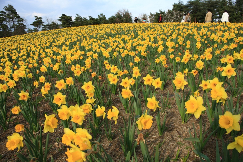 Японский парк Хитачи. Желтые нарциссы. Фото