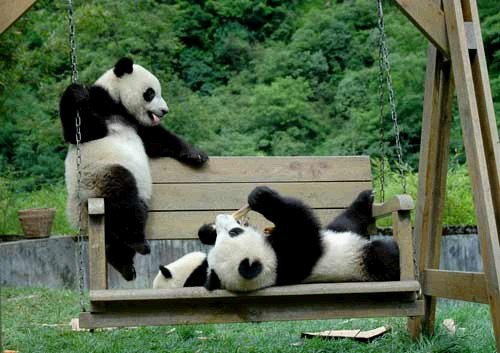 Малыши панды катаются на качелях. Фото