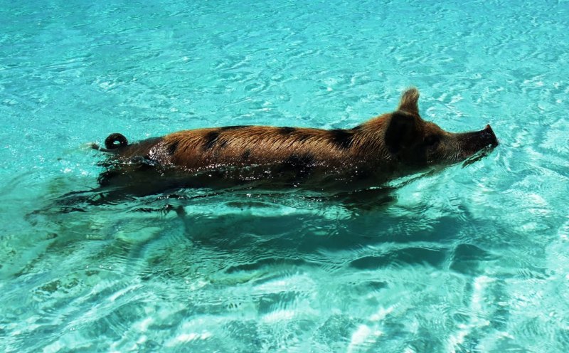 Свинка плывет в прозрачной воде. Багамы. Фото