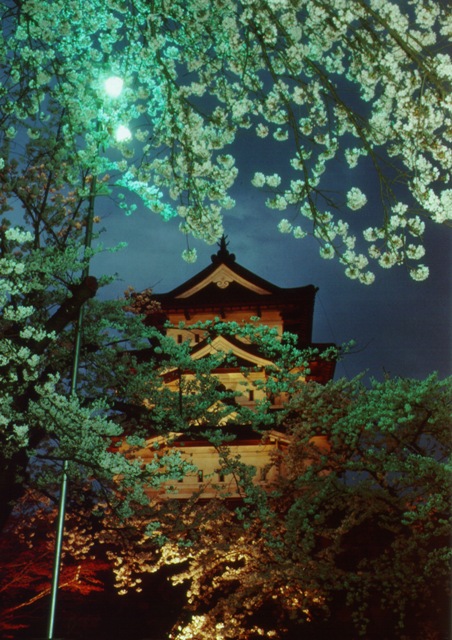 Японская сакура с ночной подсветкой на фоне пагоды. Фото