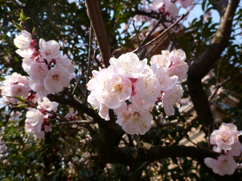 Цветы бледно-розовой сакуры. Фото
