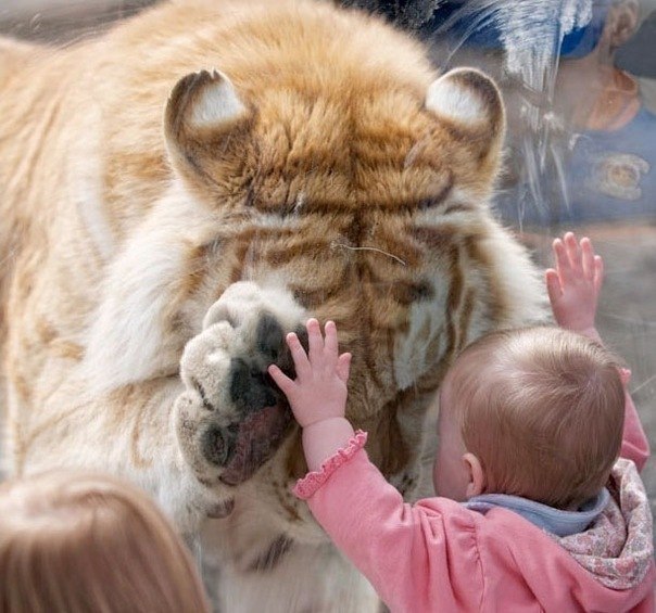 Тигр приветствует ребенка. Фото