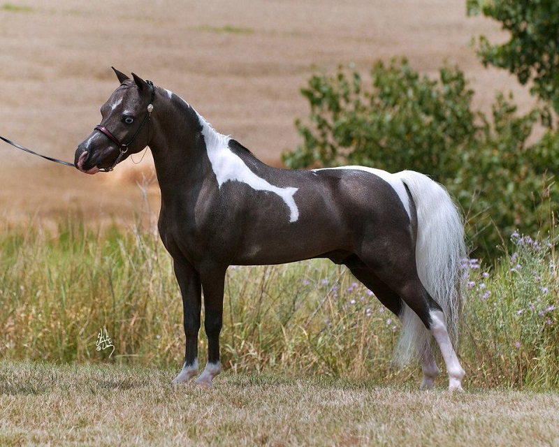 Американская миниатюрная лошадь. Фото