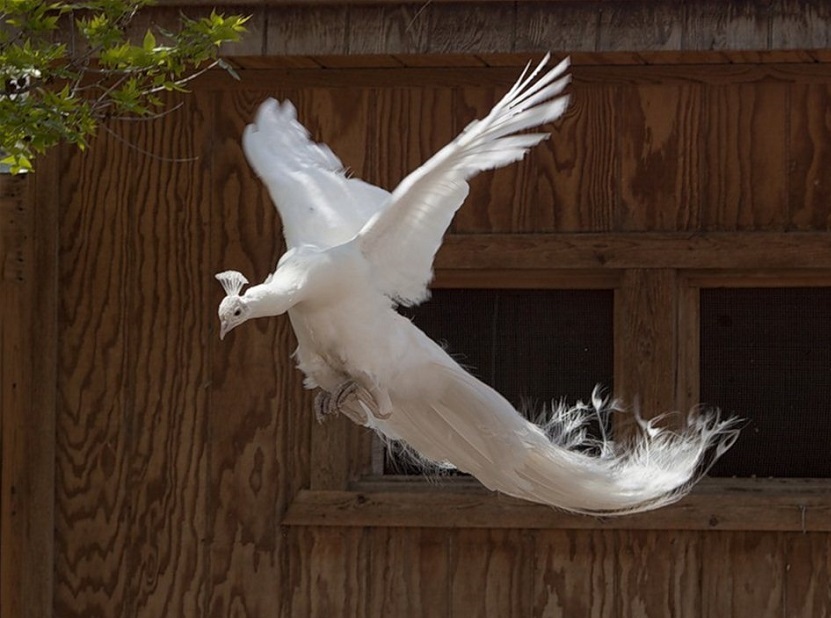 Красивые птицы павлины. Белый павлин. Фото