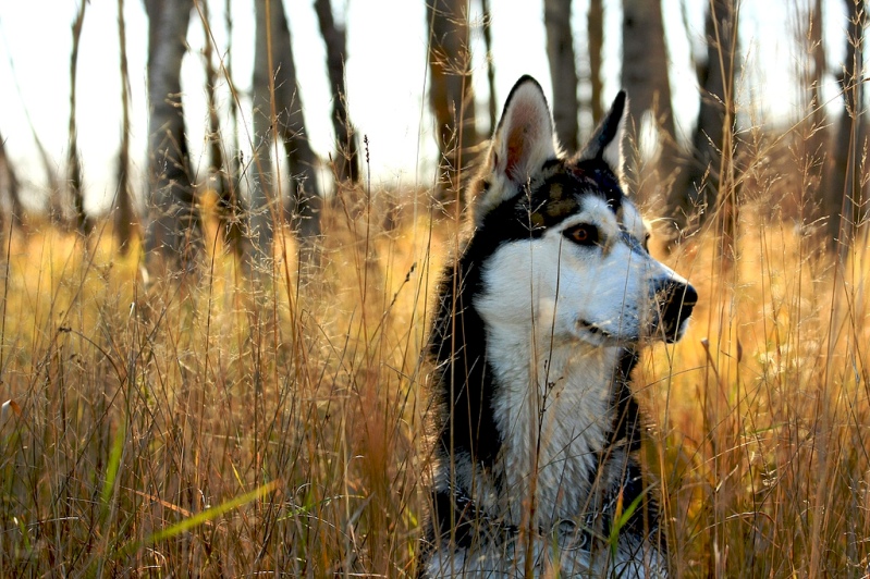 Собака породы сибирский хаски. Фото