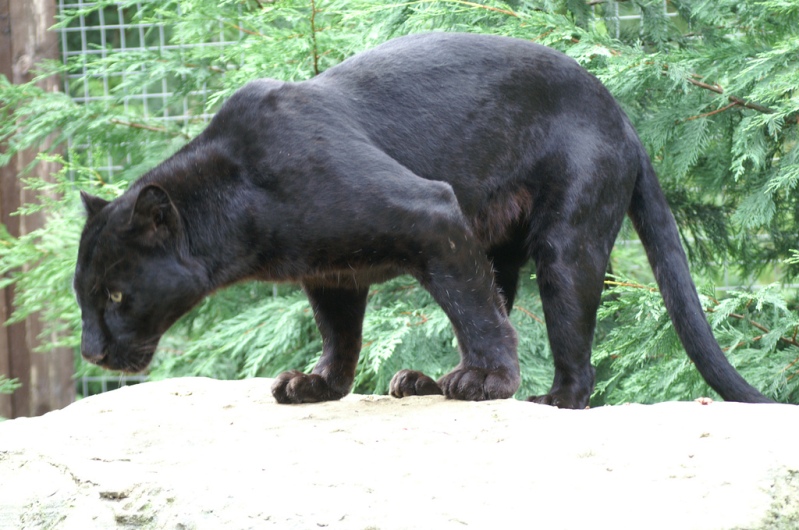 Черная пантера в зоопарке. Фото