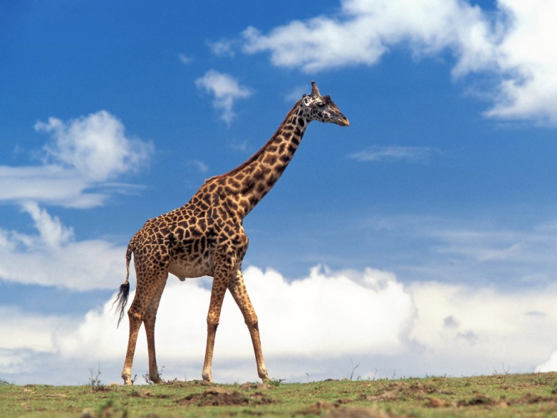 Самое высокое наземное животное планеты - жираф. Фото