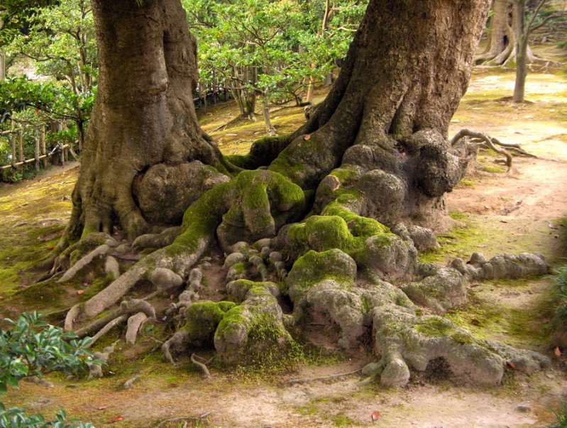 Японский парк Кераку-эн. Корни старого дерева. Фото