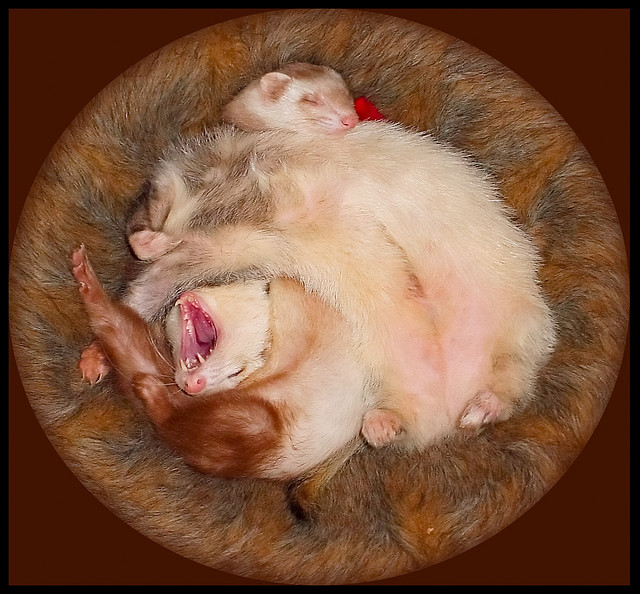 Два хорька спят в гнезде. Фото