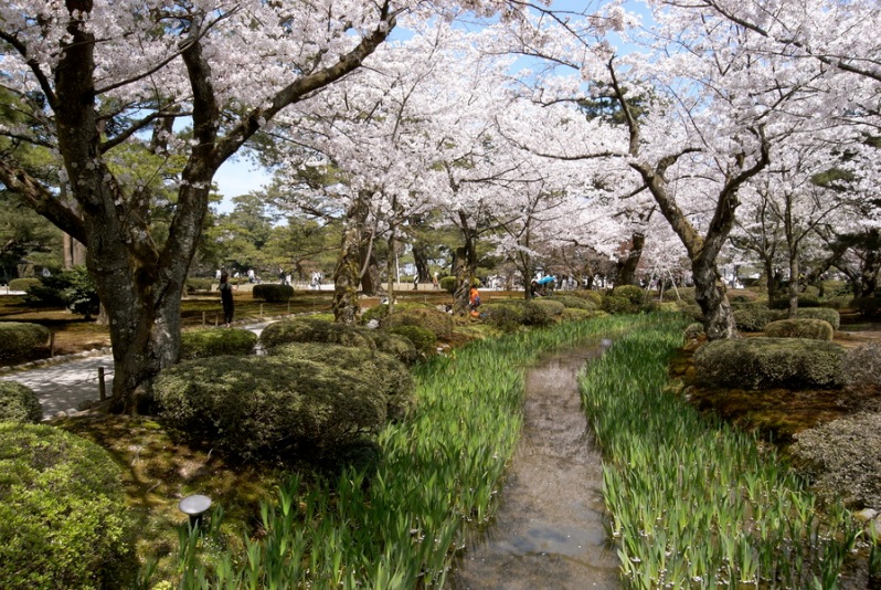 Японский парк Кераку-эн весной. Цветущая сакура. Фото