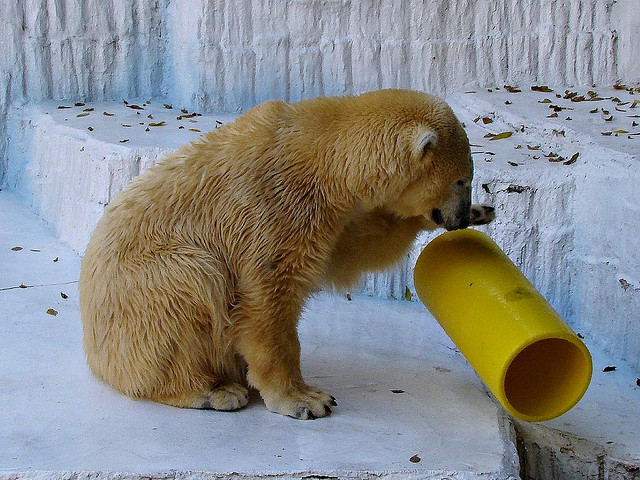 Белый медведь играет. Фото