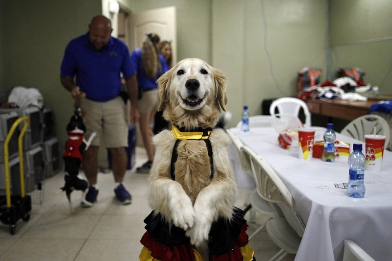 Танцующая собака Керри. Фото