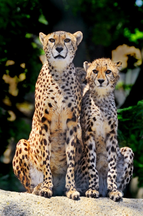 Два гепарда. Фото