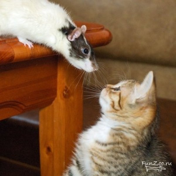 Котенок и крыса. Фото