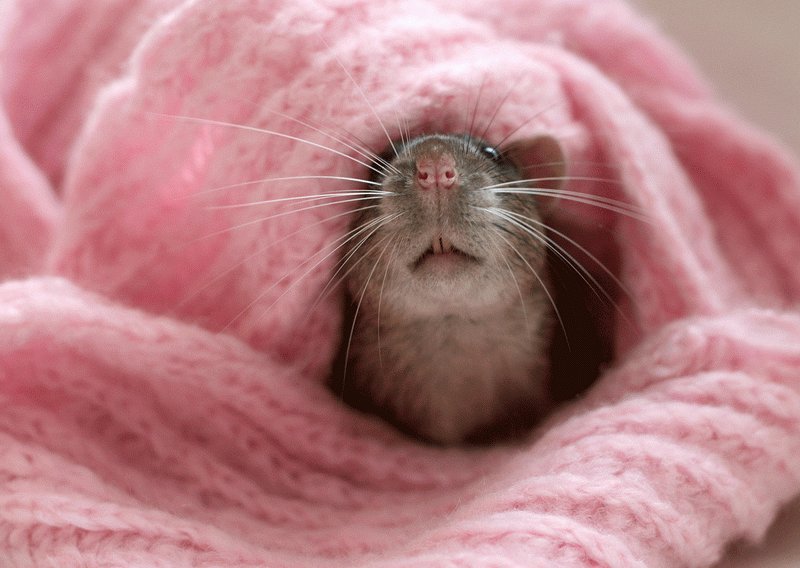 Мордочка крысы крупным планом. Эллен ван Дилен. Фото
