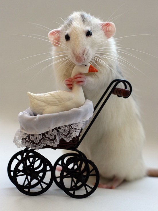 Крысы-родители в фотоработах Эллен ван Дилен. Фото