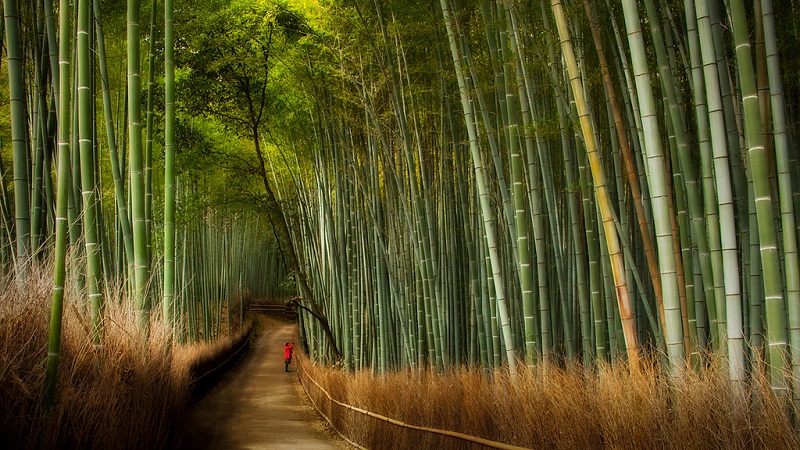 Бамбуковая роща Сагано в Киото. Япония. Фото