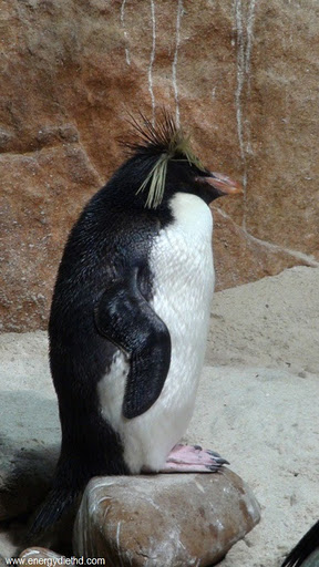 Южноафриканский очковый пингвин. Фото