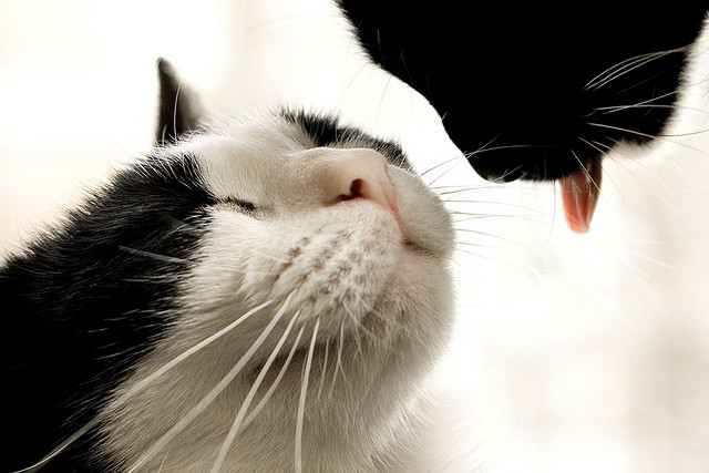 В ожидании кошачьего поцелуя. Фото