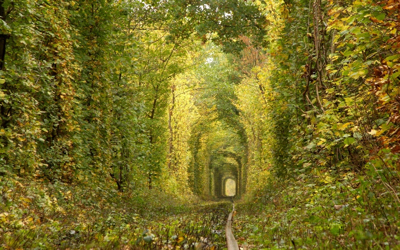 Тоннель любви в городе Клевань, Украина. Фото осенью