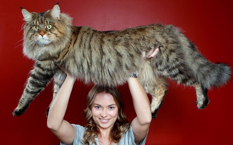 Большой кот мейнкун на руках у хозяйки. Фото