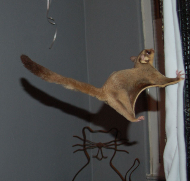 Сахарная сумчатая летяга в прыжке. Фото
