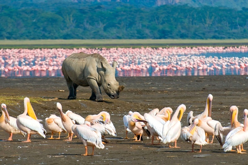 Национальный парк Озеро Накуру в Кении. Пеликаны. Фото