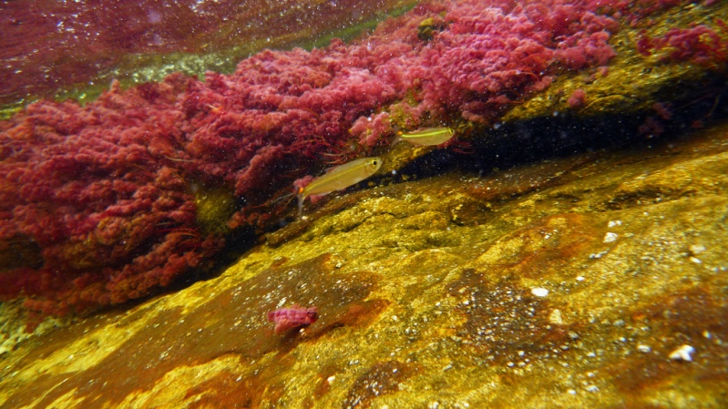Подводная съемка в реке Каньо Кристалес. Фото