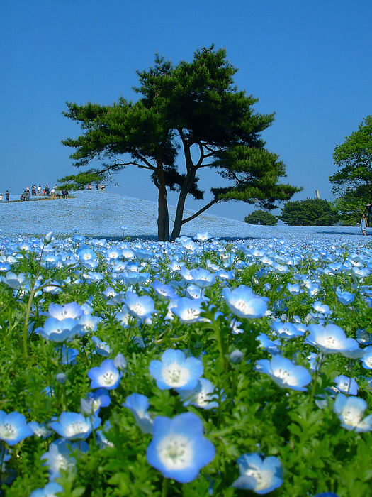 Японский парк Хитачи в мае. Цветение немофил. Фото