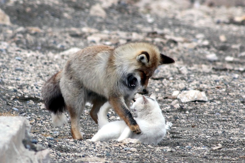 Необычная дружба кошки и лисы. Фото