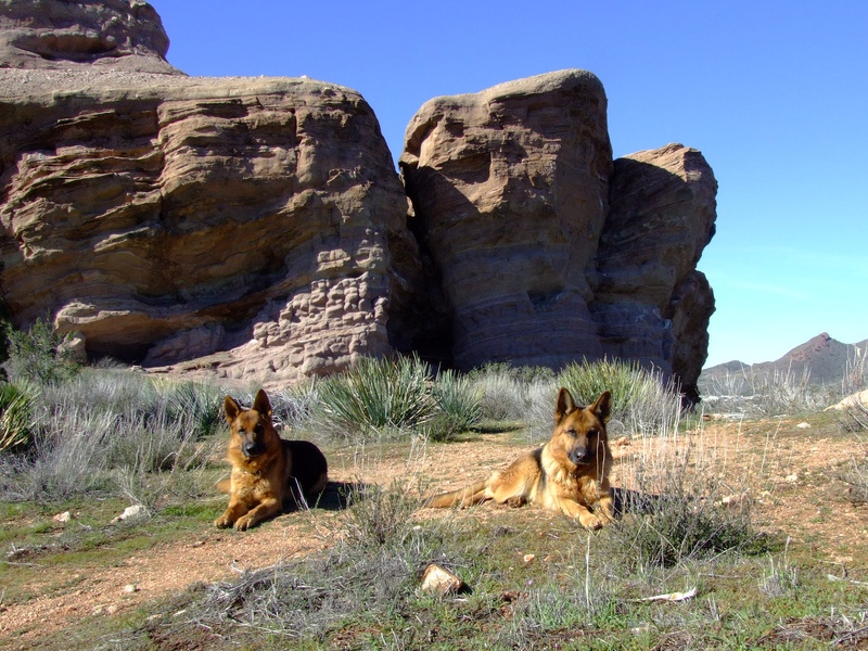 Две собаки породы немецкая овчарка в горах. Фото