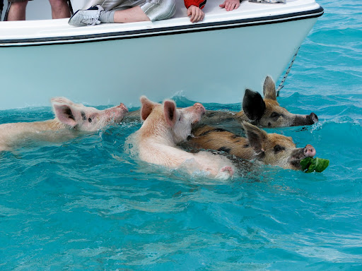 Свиньи плавают возле яхты у Багамских островов. Фото