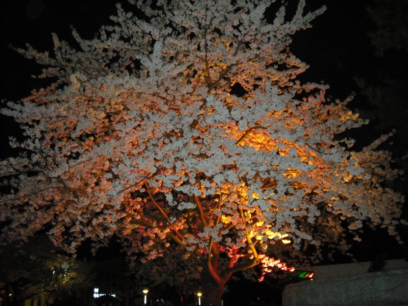 Японская сакура с ночной подсветкой. Фото