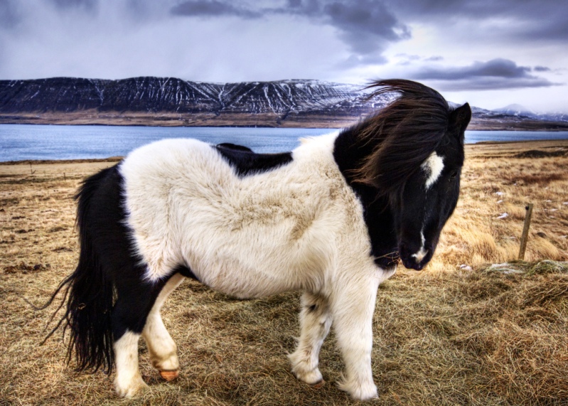 Миниатюрная исландская лошадка. Фото