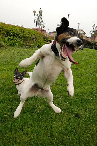 Языкастая собачка в прыжке. Фото
