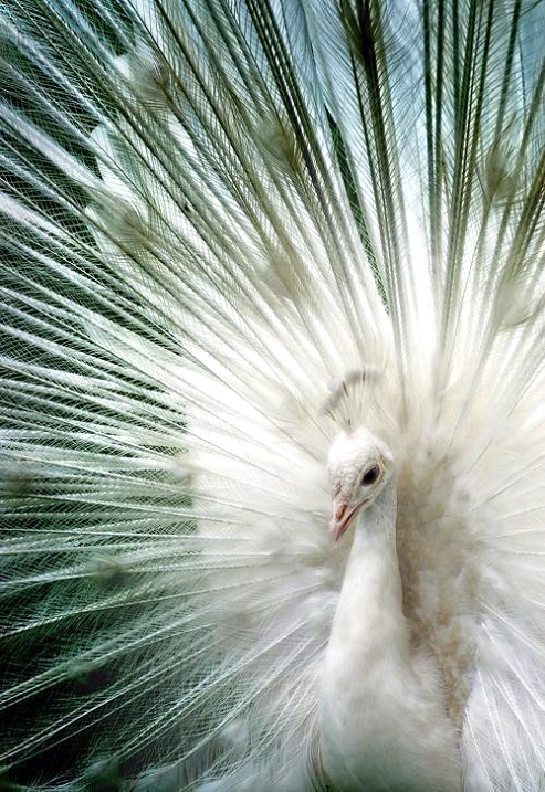Красивые птицы павлины. Белый. Фото