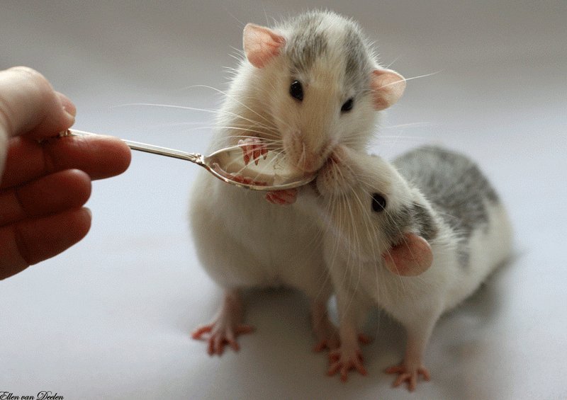 Крысы с ложкой. Эллен ван Дилен. Фото