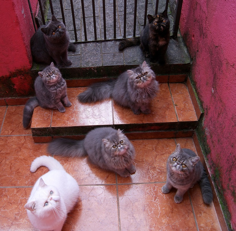 Экзотические короткошерстные кошки. Фото