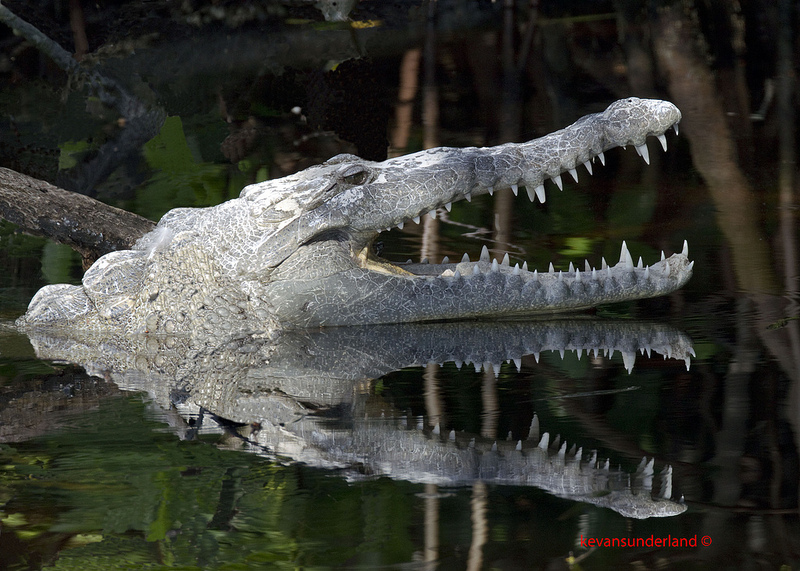  Острорылый крокодил, Национальный парк Эверглейдс (Флорида, США). Фото 