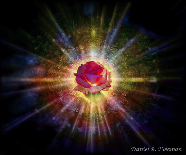 Картина Дэниэла Хоулмэна - Radiant Rose